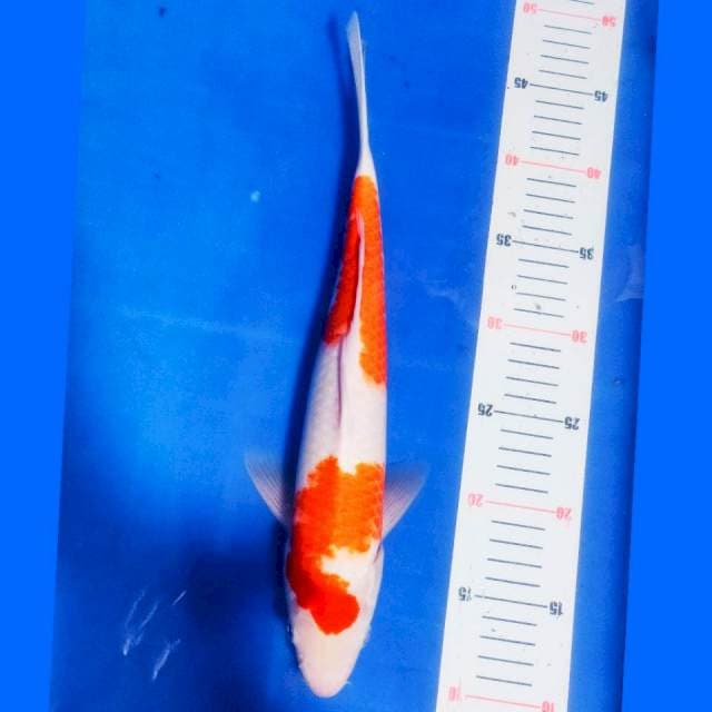 Kohaku size 37 cm mantepp!! 