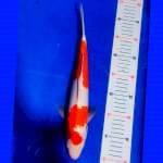 Kohaku size 37 cm mantepp!! 