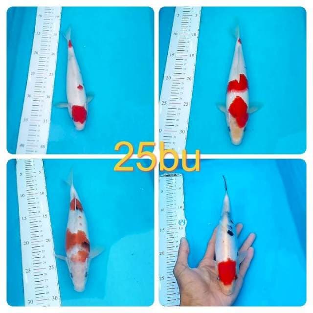 Paket mix 25bu
