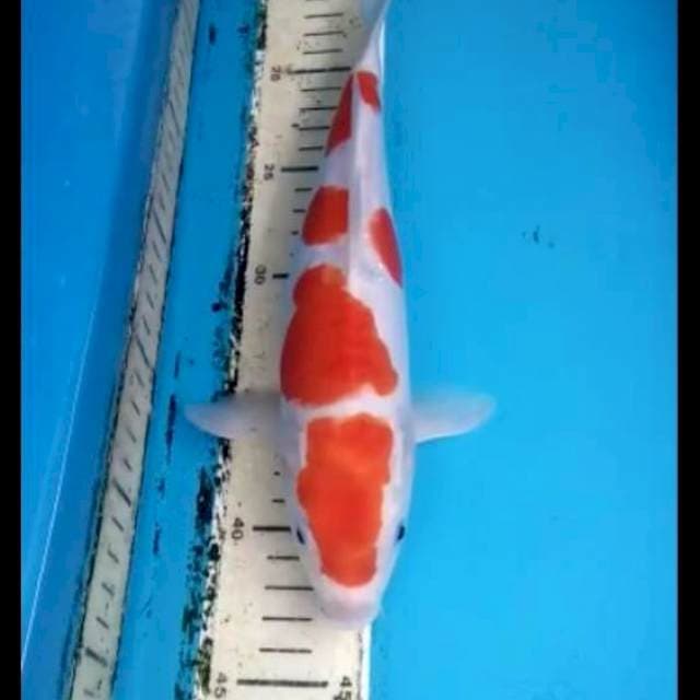 Kikushui 27cm