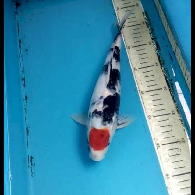 Tancho Showa 30cm