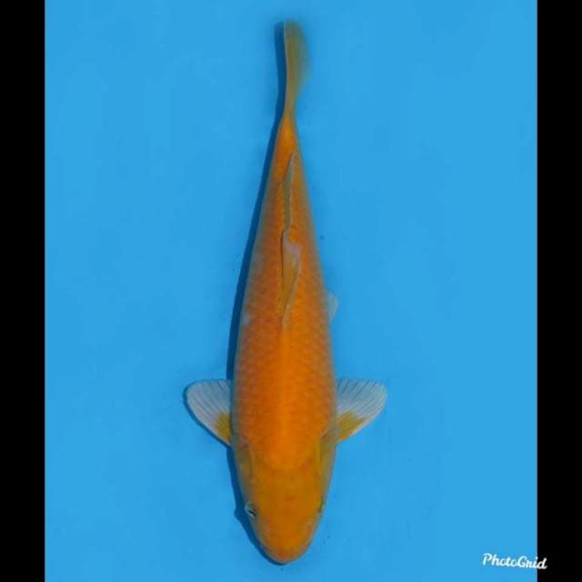 35cm , Male Karasigoi