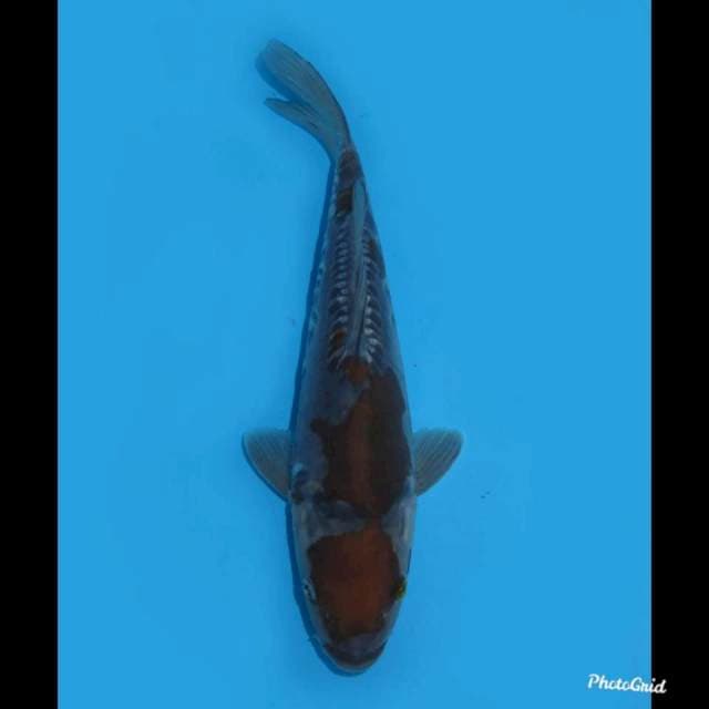 25cm , Ochiba Doitsu Tosai