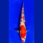 Kohaku size 37 cm motif bagus mantep!!