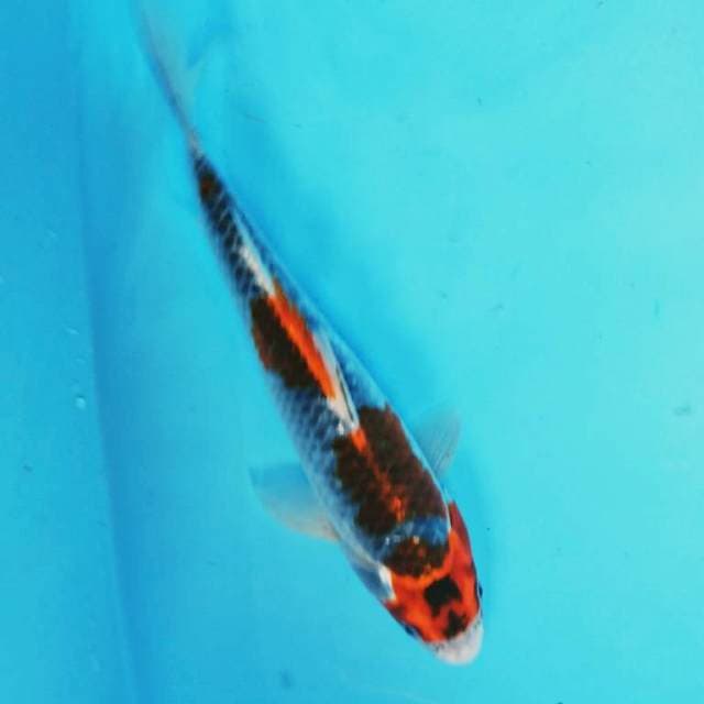 KUJAKU