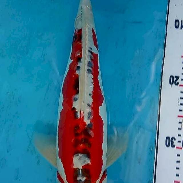 Sushui 46cm