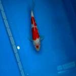 100% original Maruten Kohaku 