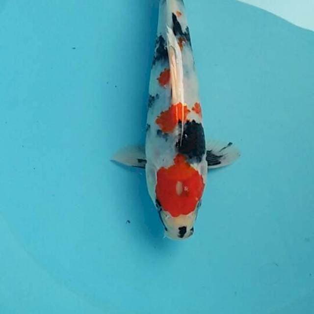 Kindai showa 26cm