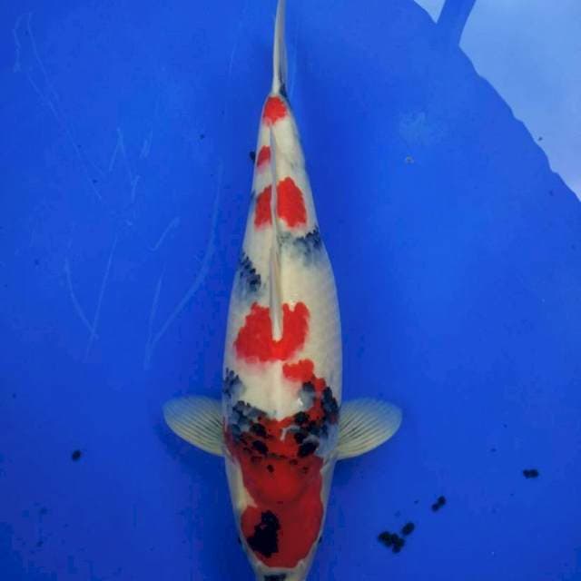 Showa
Size 56 cm
Female