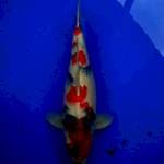Showa
Size 56 cm
Female