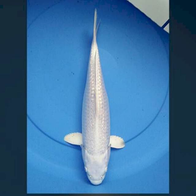 Platinum ginrin 36cm male