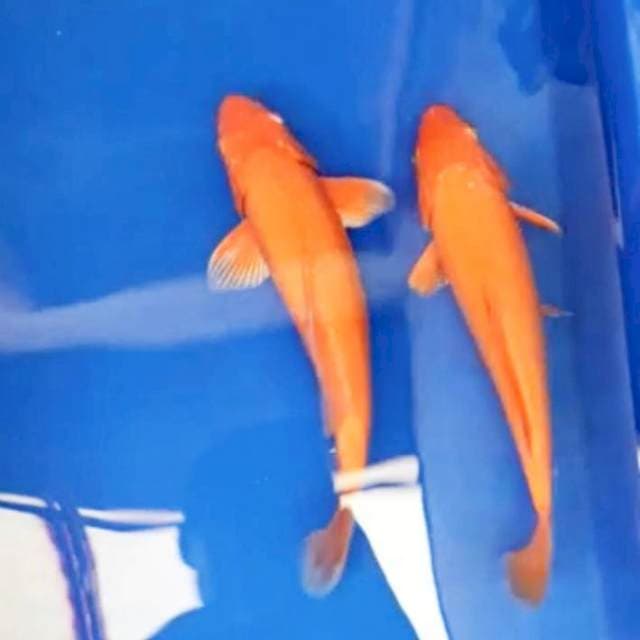 Karashi 2 ekor
