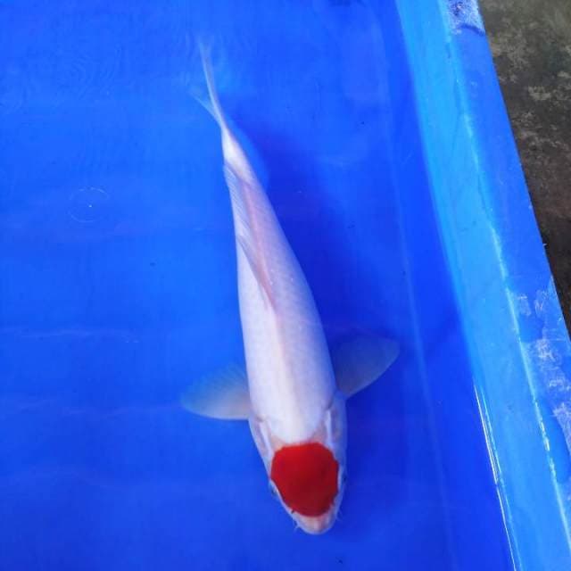 Tanco kohaku