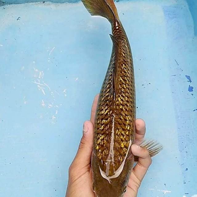 Midori ginrin 35cm