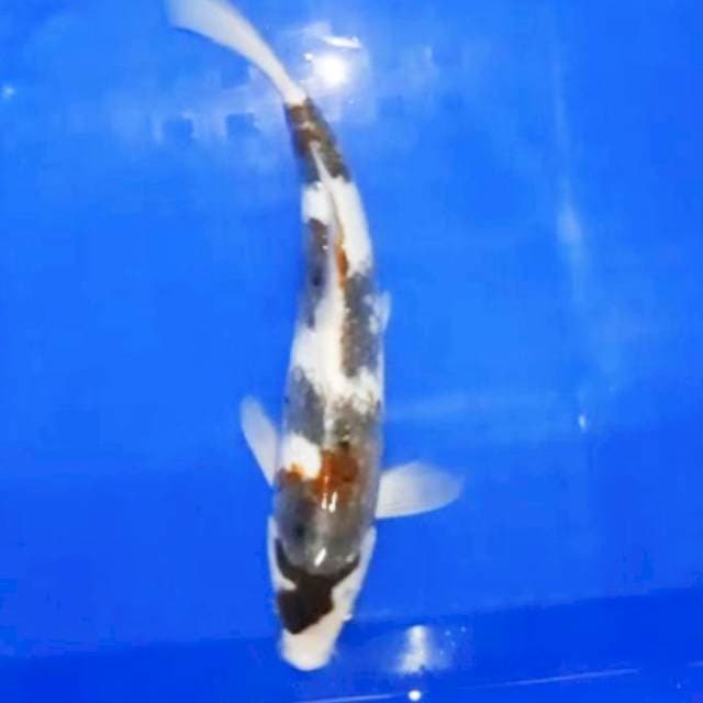 Goromo