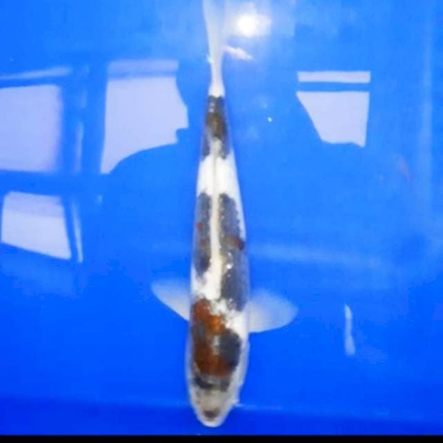 Goromo