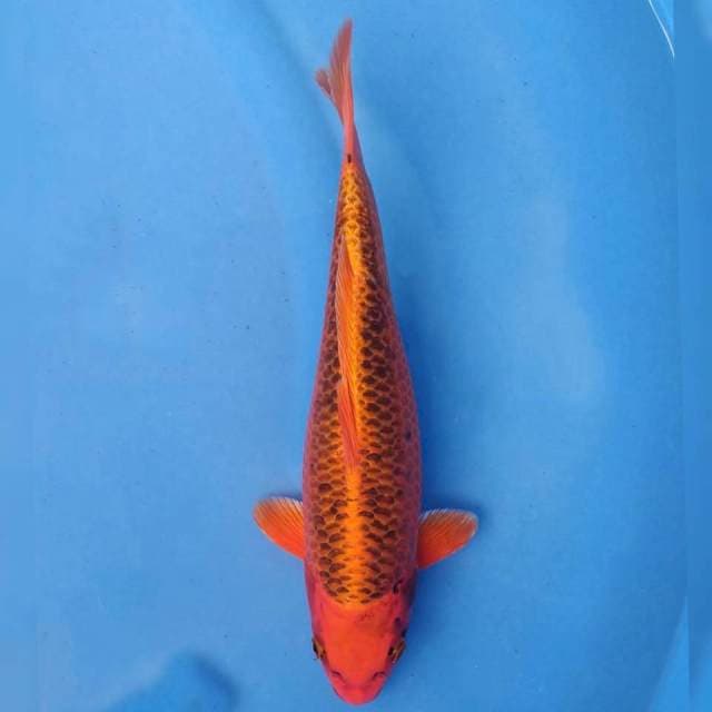 Okawa Kin Matsuba