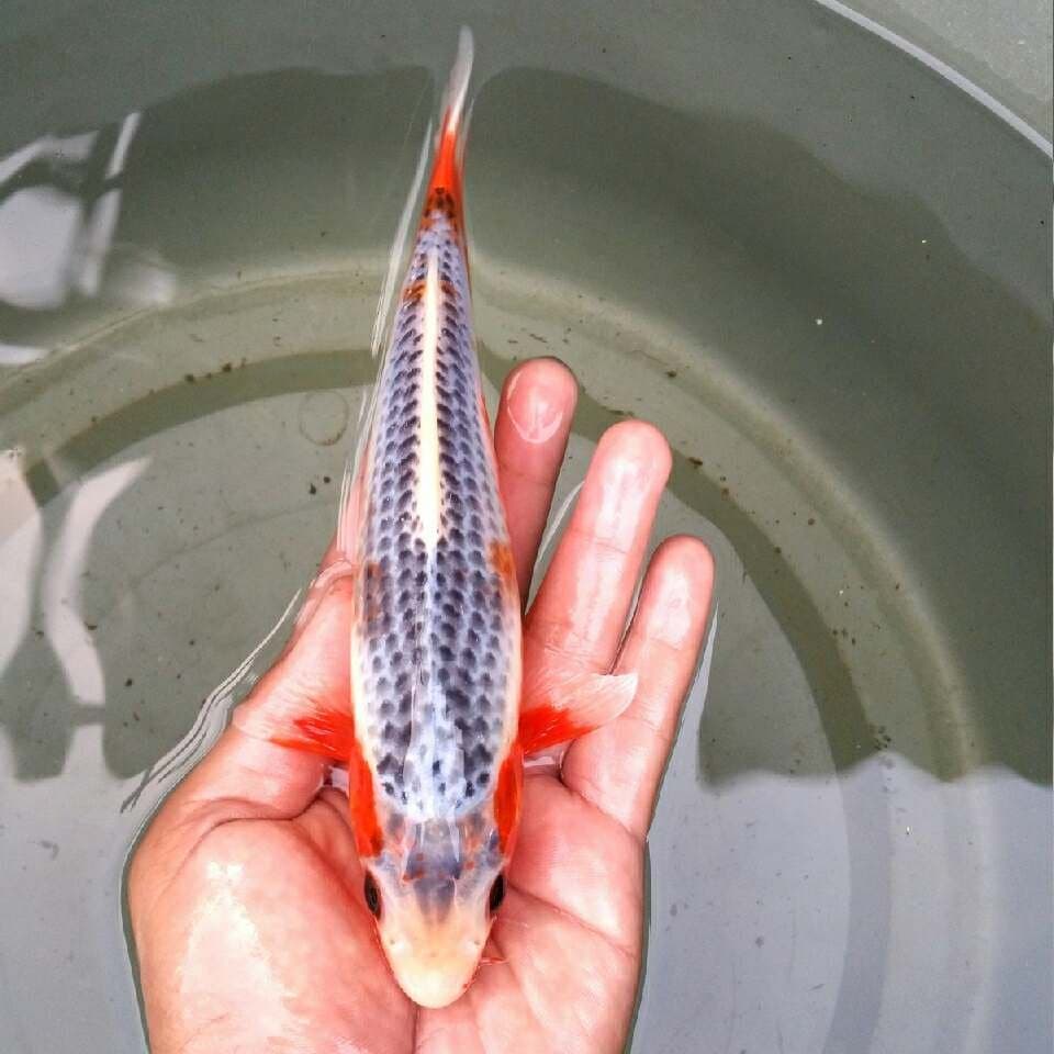Asagi apa adanya