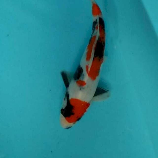 Showa 26cm