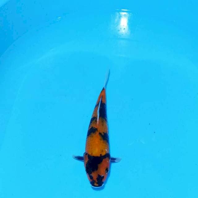 Showa