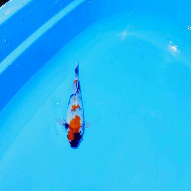 Showa