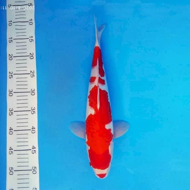 DOJO 3 ~ KOHAKU ™