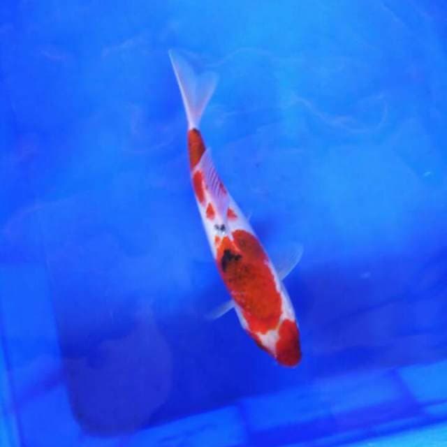 Koromo