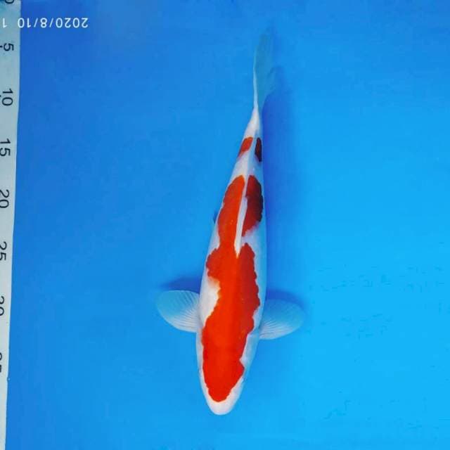 DOJO 14 ~ KOHAKU ™