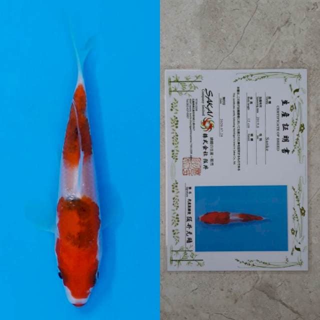 Sakai sanke 13cm serti