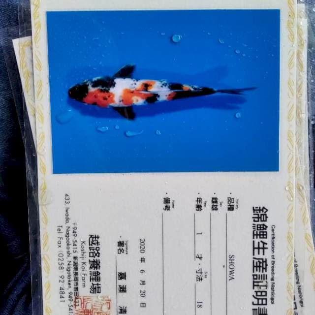 Showa koshiji serti