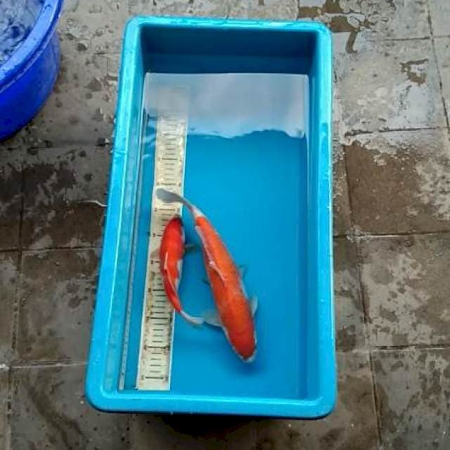 MALE 25-36 CM
