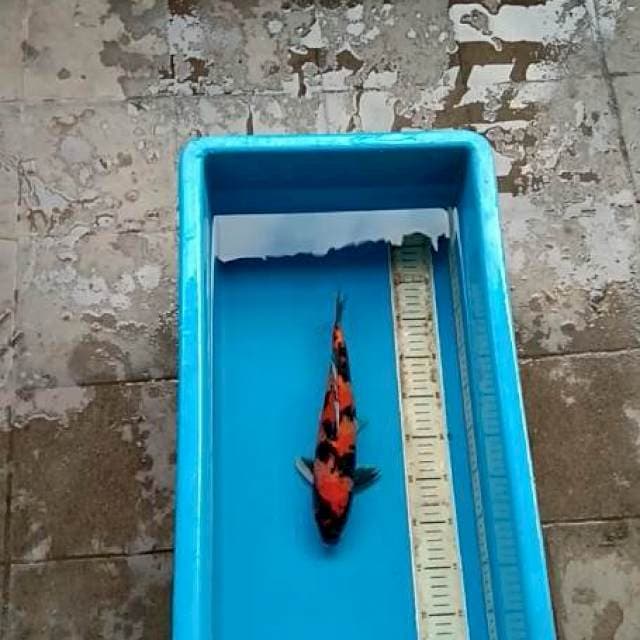 HI SHOWA 32CM MALE