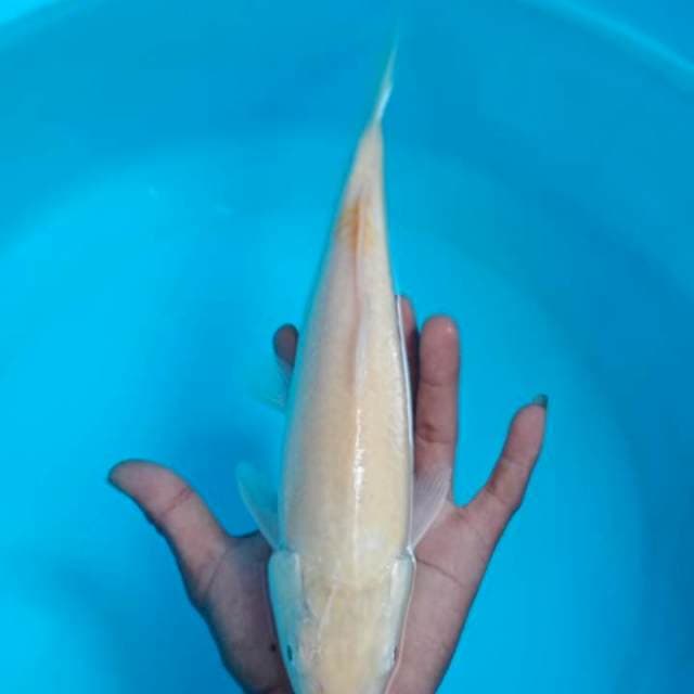 KARASI MATA MERAH