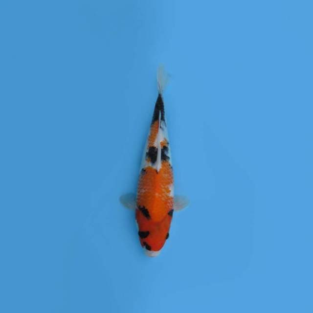 NEAR KOI - 34CM - SHOWA ?