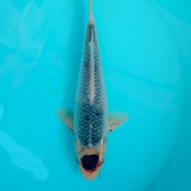 T.GHOSIKI ORI BAKAT JUMBO