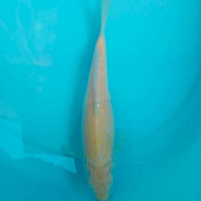 KARASHI MATA HITAM
