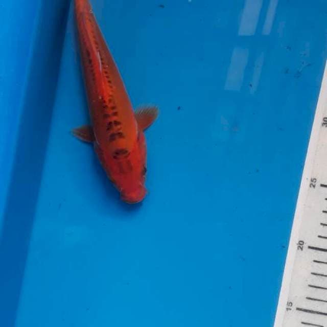 Shusui Mizuo 21cm