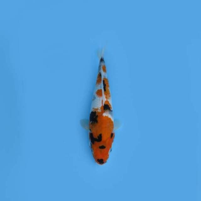 NEAR KOI - 34CM - SHOWA