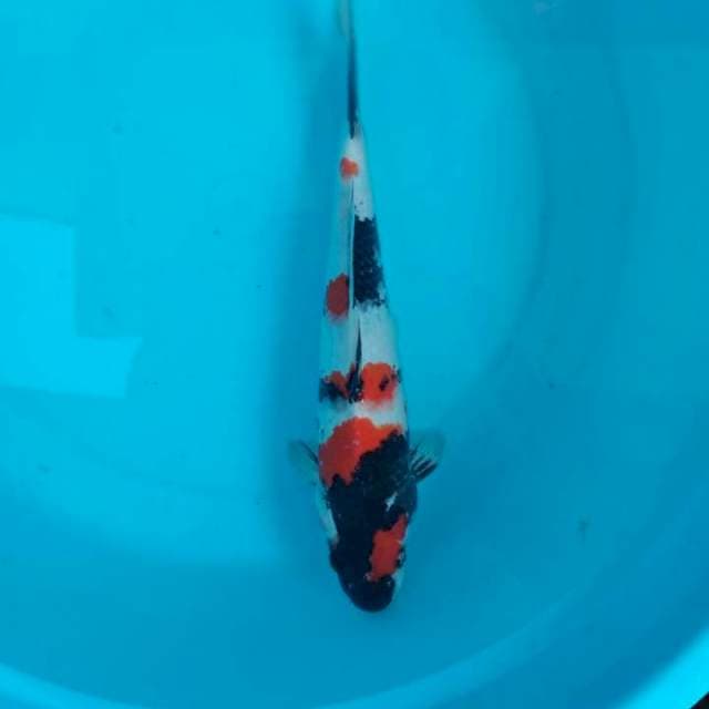 SHOWA oryginal
