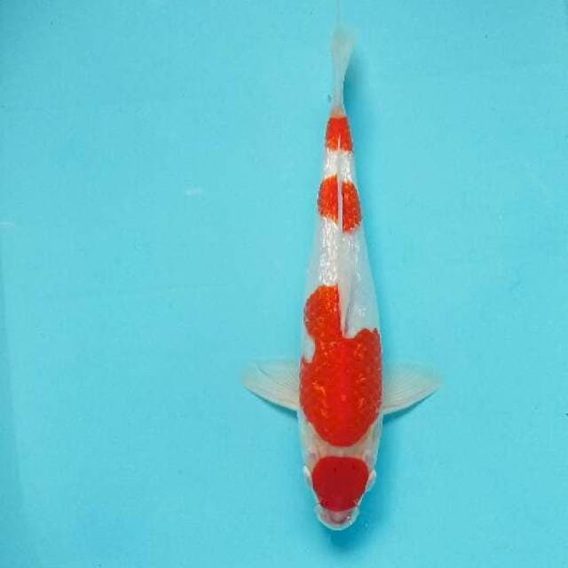 Maruten kohaku full gindrin