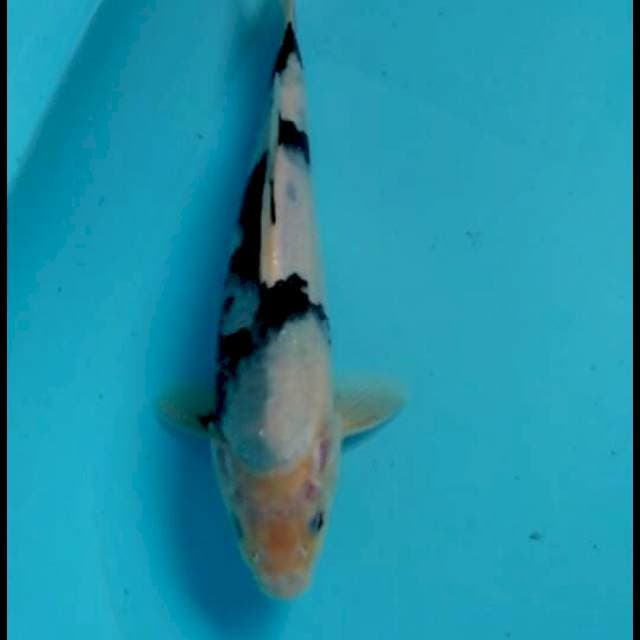 Shiro 25cm