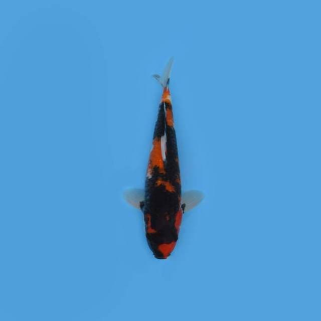 NEAR KOI - 33CM - RAW HI-SHOWA