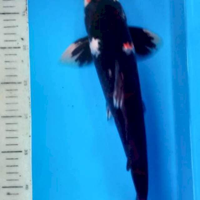 Showa 38cm