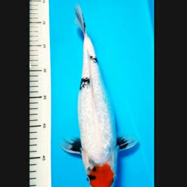 TANCO SHOWA GINRIN 32cm