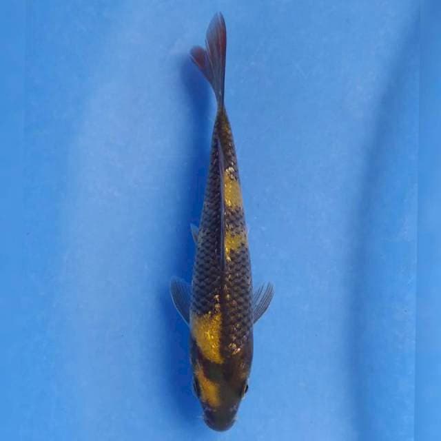 Marusei Ki Utsuri