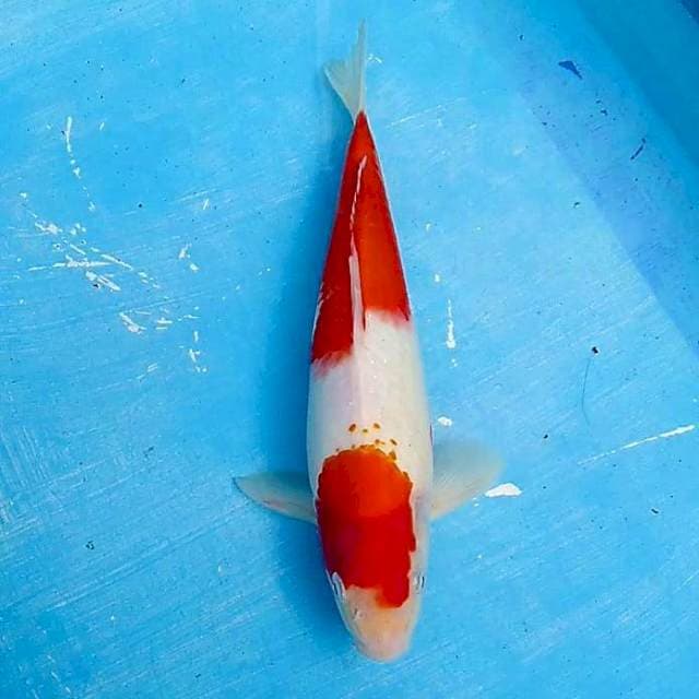 Nidan kohaku 30cm
