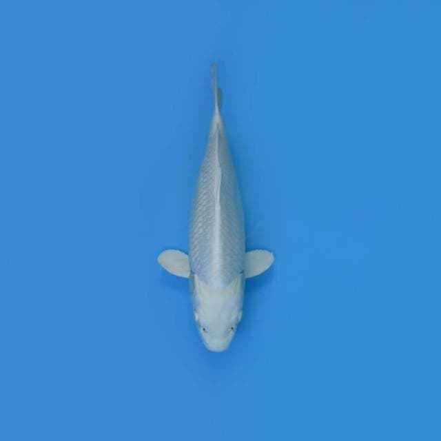 NEAR KOI - 42CM - PLATINUM OGON