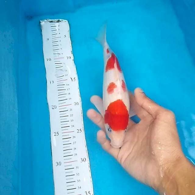 Yondan kohaku 27cm