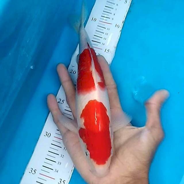 Nidan kohaku 25cm