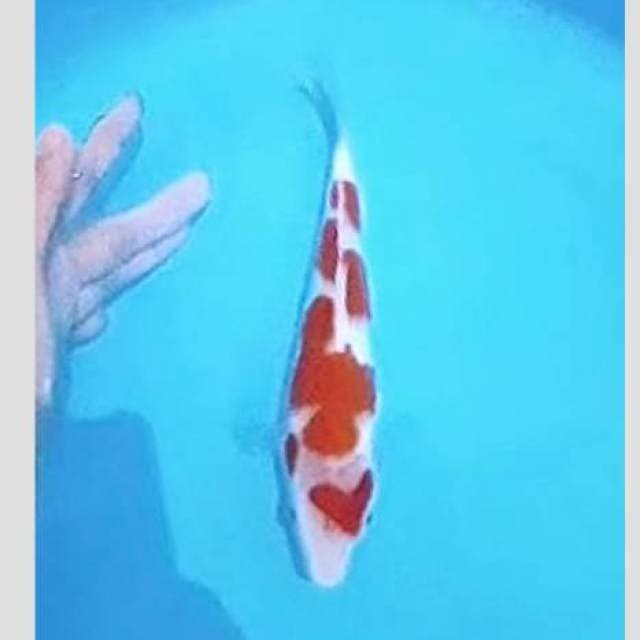Kohaku 25cm kelas show amunisi kontes